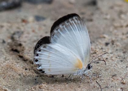 The butterfly Oboronia guessfeldtii photographed in Mengueme trail, Ebogo,Cameroon