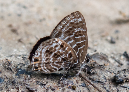 The butterfly Anthene larydas photographed in Mengueme trail, Ebogo,Cameroon