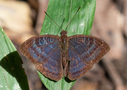 The butterfly Euriphene barombina photographed in Mengueme trail, Ebogo,Cameroon