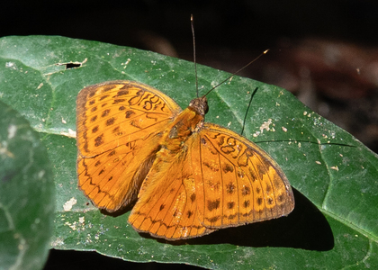 The butterfly Bebearia zonara photographed in Mengueme trail, Ebogo,Cameroon