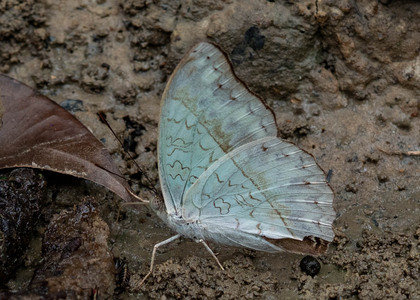 The butterfly Cymothoe caenis photographed in Cameroon