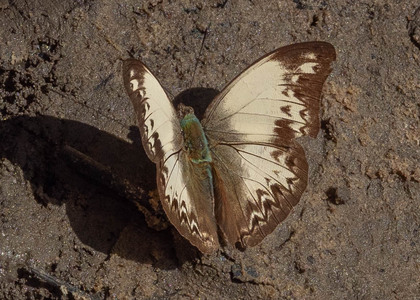 The butterfly Cymothoe caprina claireae photographed in Mengueme trail, Ebogo,Cameroon