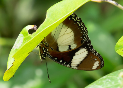 The butterfly Hypolimnas misippus photographed in Cameroon