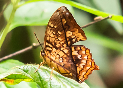 The butterfly Charaxes pleione congoensis photographed in Cameroon