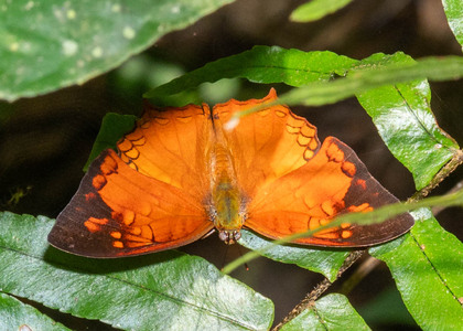 The butterfly Charaxes pleione congoensis photographed in Cameroon