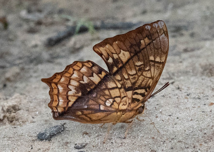 The butterfly Charaxes pleione congoensis photographed in Cameroon