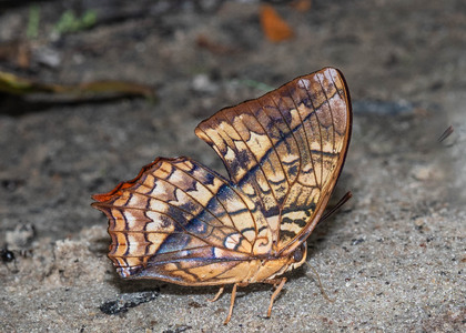 The butterfly Charaxes pleione congoensis photographed in Mengueme trail, Ebogo,Cameroon