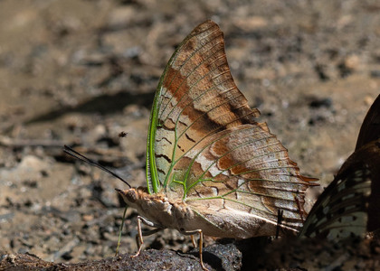 The butterfly Charaxes candiope photographed in Ebogo,Cameroon