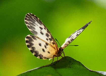 The butterfly Pentila camerunica photographed in Cacao Orchard, Ebogo,Cameroon