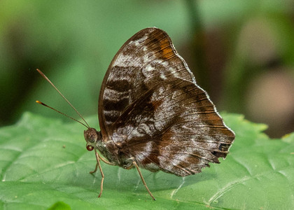 The butterfly Cynandra opis bernadii photographed in Mengueme trail, Ebogo,Cameroon