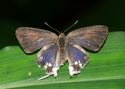 The butterfly Hypolycaena antifaunus antifaunus photographed in Cacao Orchard, Ebogo,Cameroon