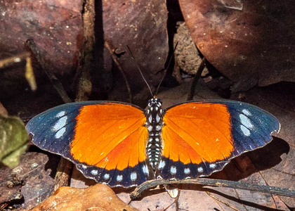 The butterfly Euphaedra ruspina photographed in Cacao Orchard, Ebogo,Cameroon
