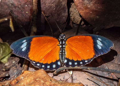 The butterfly Euphaedra hybrida photographed in Ebogo,Cameroon