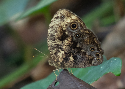 The butterfly Bicyclus auricruda fulgida photographed in Mengueme trail, Ebogo,Cameroon