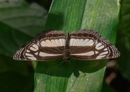 The butterfly Neptis melicerta photographed in Cacao Orchard, Ebogo,Cameroon