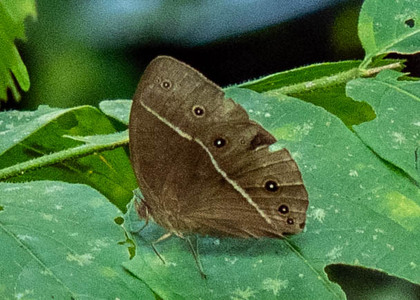 The butterfly Bicyclus medontias photographed in Cacao Orchard, Ebogo,Cameroon