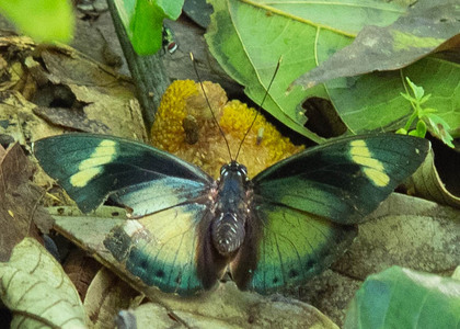 The butterfly Euphaedra cf. ravola photographed in Cameroon