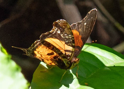 The butterfly Antanartia delius delius photographed in Mengueme trail, Ebogo,Cameroon