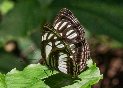 The butterfly Neptis melicerta photographed in Cameroon