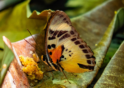 The butterfly Euphaedra sardetta photographed in Cameroon