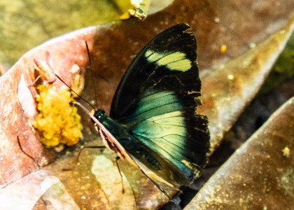 The butterfly Euphaedra sardetta photographed in Cameroon