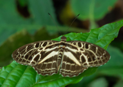The butterfly Evena angustatum photographed in Cacao Orchard, Ebogo,Cameroon