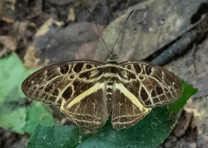 The butterfly Evena oberthueri photographed in Mengueme trail, Ebogo,Cameroon
