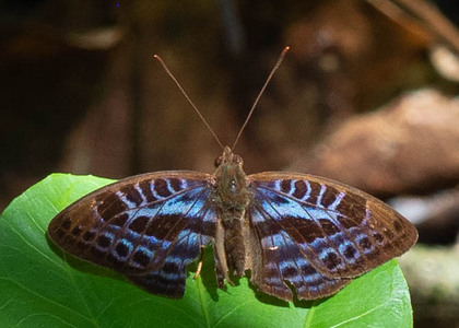 The butterfly Cynandra opis bernadii photographed in Cacao Orchard, Ebogo,Cameroon