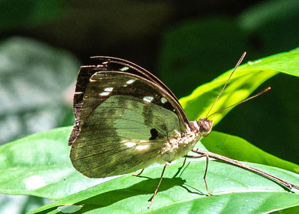 The butterfly Aterica galene extensa photographed in Cacao Orchard, Ebogo,Cameroon