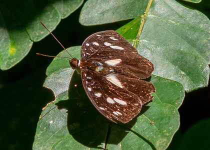 The butterfly Aterica galene extensa photographed in Cameroon