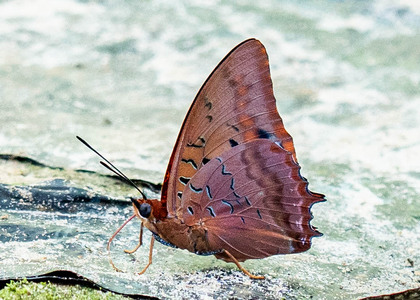 The butterfly Charaxes lucretius intermedius photographed in Cacao Orchard, Ebogo,Cameroon