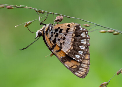 The butterfly Byblia anvatara crameri photographed in Cameroon