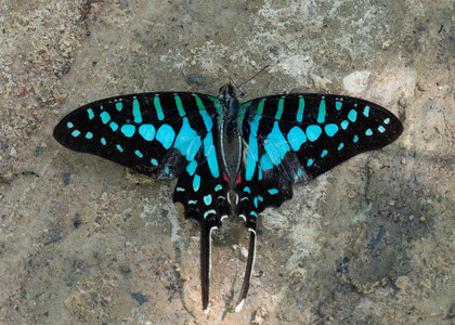 The butterfly Graphium policenes photographed in Cameroon