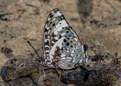 The butterfly Charaxes etesipe photographed in Mengueme trail, Ebogo,Cameroon