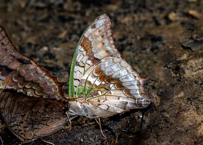 The butterfly Charaxes candiope photographed in Mengueme trail, Ebogo,Cameroon