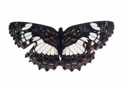 The butterfly Neptidopsis ophione nucleata photographed in Uganda