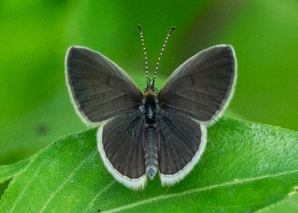 The butterfly Zizula hylax photographed in Uganda