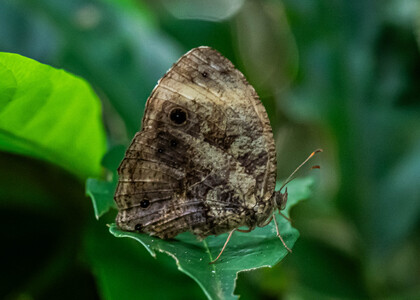The butterfly Bicyclus auricruda fulgida photographed in Uganda