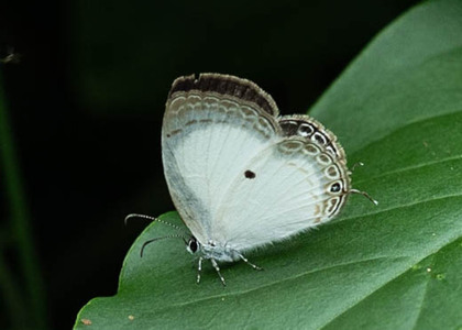 The butterfly Oboronia punctatus photographed in Entebbe Botanical Gardens,Uganda