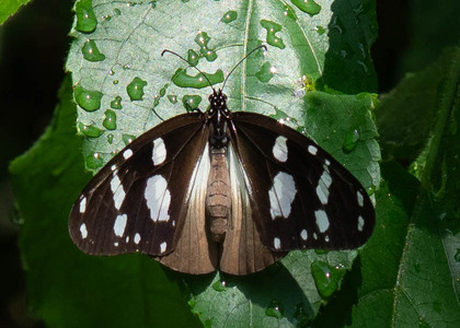 The butterfly Amauris tartarea tartarea photographed in Uganda