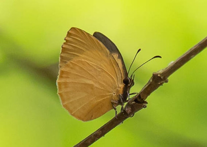 The butterfly Liptena xanthostola xantha photographed in Uganda