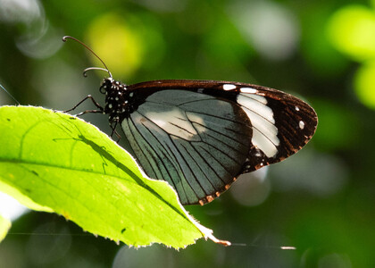 The butterfly Amauris niavius photographed in Uganda