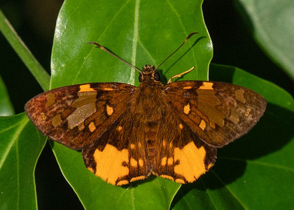 The butterfly Apallaga alluaudi photographed in Uganda