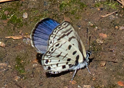 The butterfly Azanus mirza photographed in Uganda