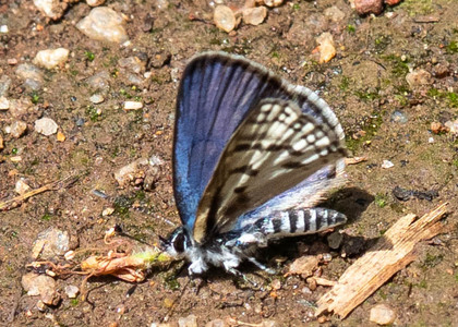 The butterfly Azanus mirza photographed in Uganda