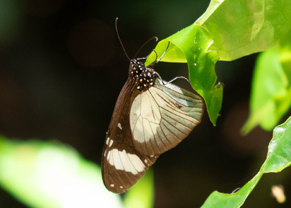 The butterfly Amauris niavius photographed in Uganda