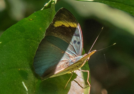 The butterfly Euphaedra medon fraudata photographed in Uganda