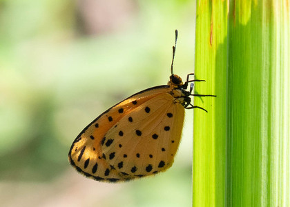 The butterfly Pentila pauli pauli photographed in Uganda