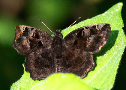 The butterfly Eretis lugens photographed in Uganda