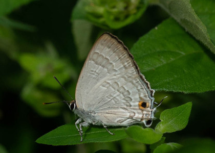 The butterfly Capys odana adana photographed in Nkima Forest Lodge,Uganda